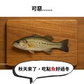 購買指定國產魚，單筆滿200元現折20元，300元現折40元(不累折)